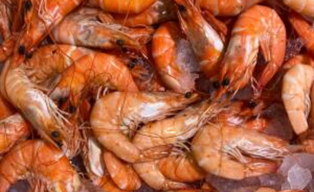 Sustainable energy key to growth of UK fresh prawn grower