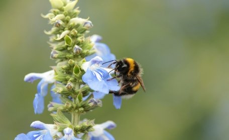 Clipstone Park Farms: Unlocking local BNG opportunities for developers