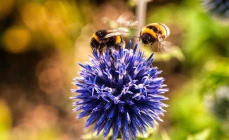 Shaping the future of Biodiversity Net Gain (BNG)