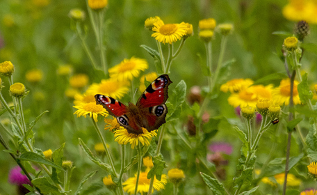 Navigating Biodiversity Net Gain - Preparing for New Requirements in National Significant Infrastructure Projects