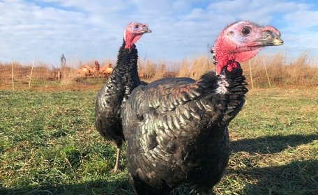 What’s it like to run a turkey farm at Christmas?