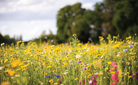 Field of Wildflowers