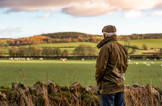 Man in field looking at sheep